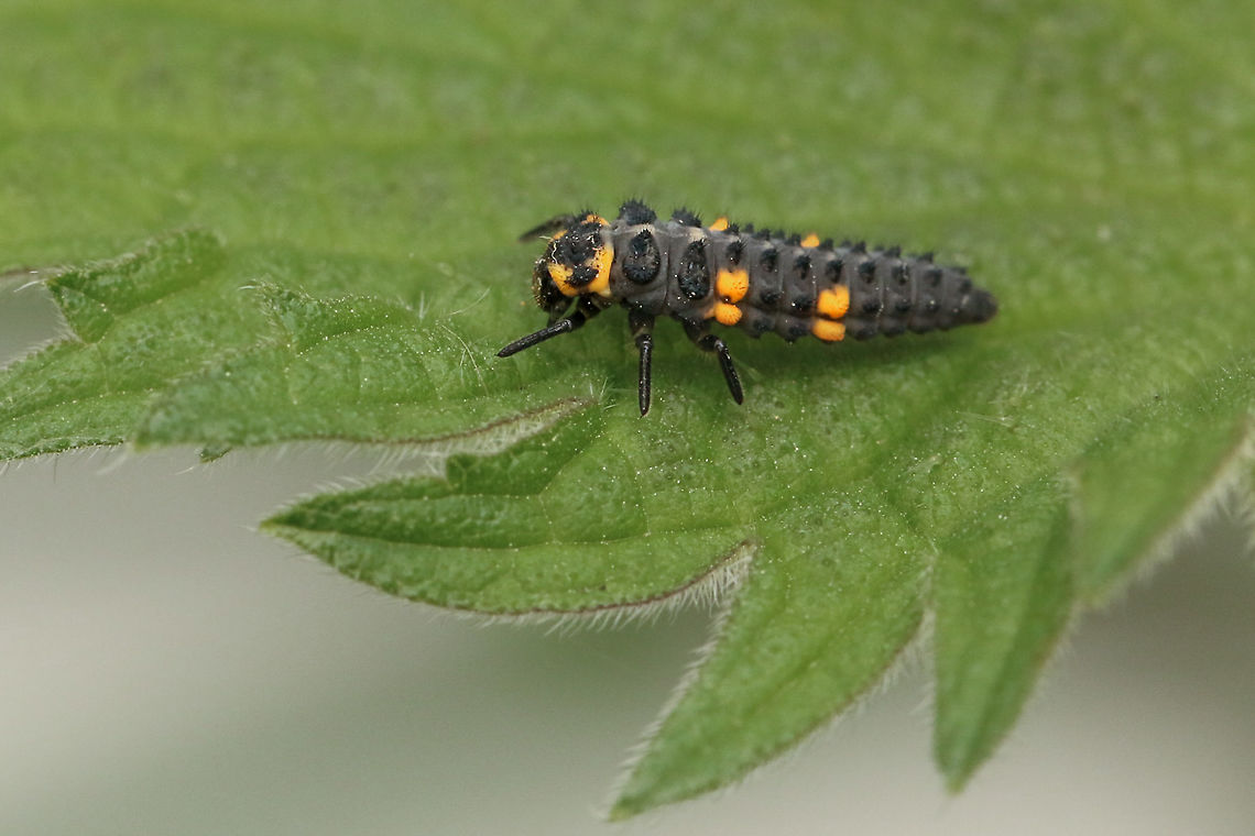 7 Spot Ladybird larvae  Coccinella septempunctata,Geotagged,United Kingdom,insects,isle of wight,ladybirds,larvae