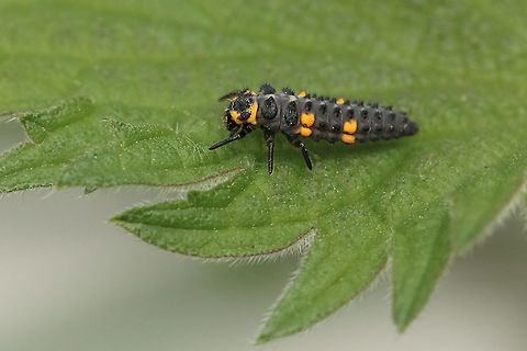 7 Spot Ladybird larvae  Coccinella septempunctata,Geotagged,United Kingdom,insects,isle of wight,ladybirds,larvae