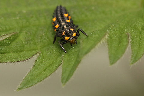 7 Spot Ladybird larvae Happy to find this in my garden today, especially as the aphids are having a party on my roses! Coccinella septempunctata,Geotagged,United Kingdom,insects,isle of wight,ladybirds,larvae