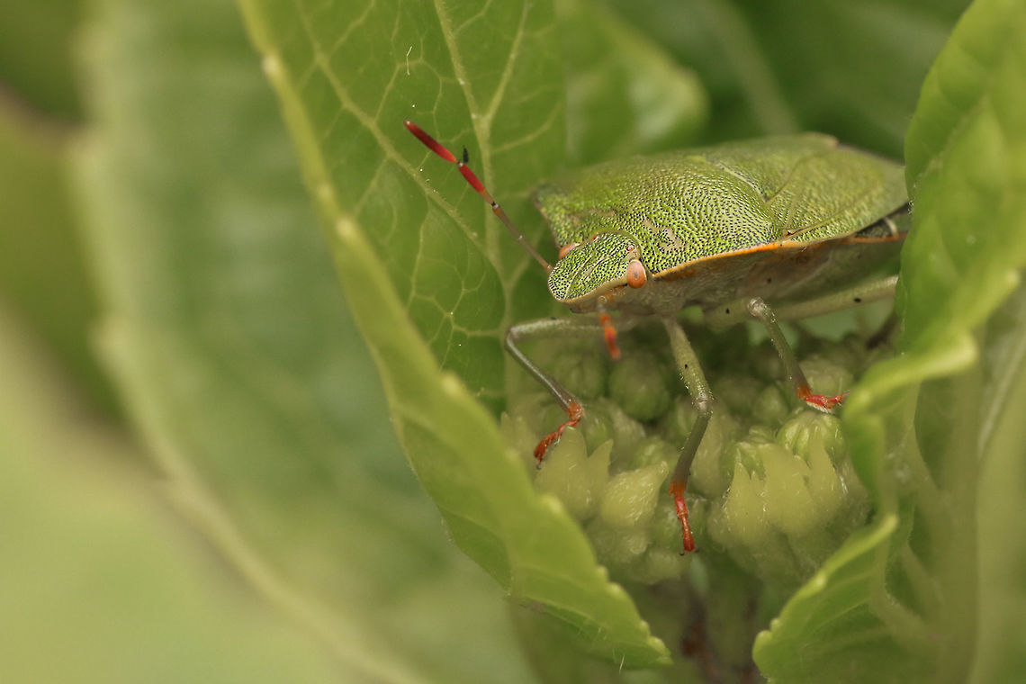 Common Green Shieldbug A master of disguise. Geotagged,Green shield bug,Palomena prasina,United Kingdom,insects,isle of wight,shield bugs