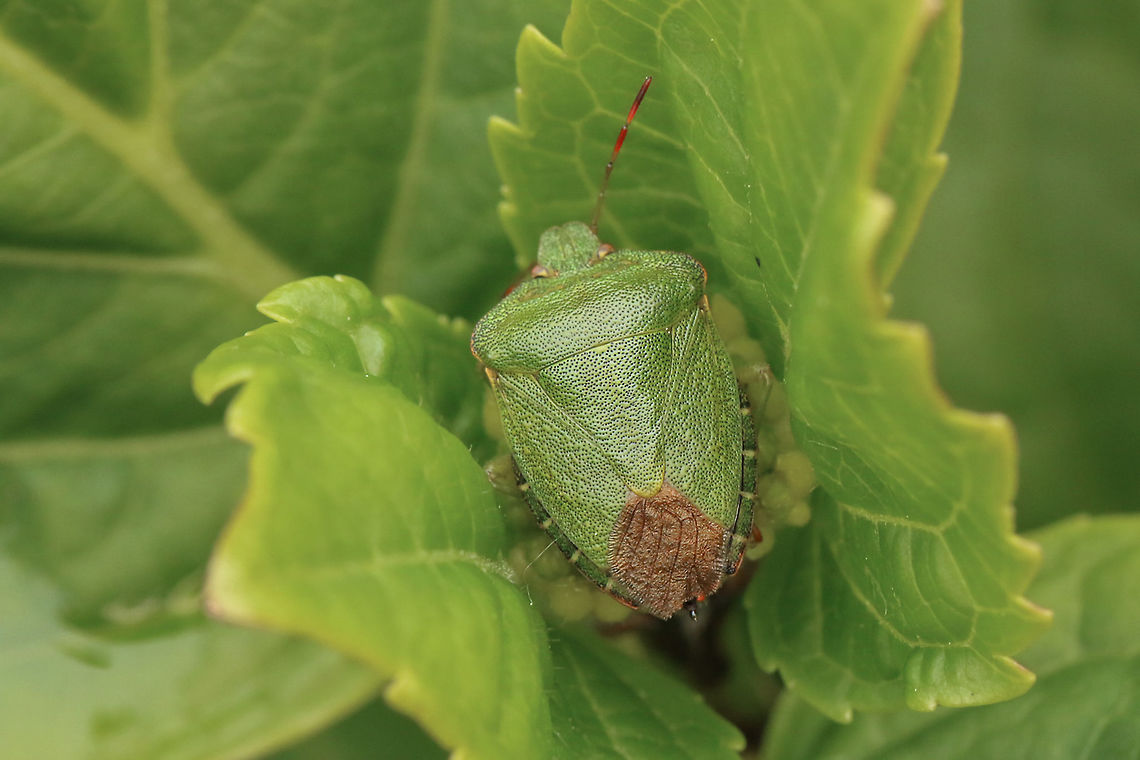 Common Green Shieldbug  Geotagged,Green shield bug,Palomena prasina,United Kingdom,insects,isle of wight,shieldbugs
