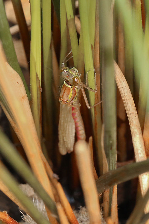 Large red damselfly, newly emerged It's a shame I was just too late to see this little one emerging, but excited all the same to now have two by my little pond. I must be doing something right!<br />
<figure class="photo"><a href="https://www.jungledragon.com/image/93691/large_red_damselfly_newly_emerged.html" title="Large red damselfly, newly emerged"><img src="https://s3.amazonaws.com/media.jungledragon.com/images/574/93691_thumb.jpg?AWSAccessKeyId=05GMT0V3GWVNE7GGM1R2&Expires=1770854410&Signature=6AulGk5DuFqmJZ0GmRZyoCWwtEI%3D" width="102" height="152" alt="Large red damselfly, newly emerged It's a shame I was just too late to see this little one emerging, but excited all the same to now have two by my little pond. I must be doing something right!<br />
https://www.jungledragon.com/image/93690/large_red_emerged_3.html Geotagged,Large Red Damselfly,Odonata,Pyrrhosoma nymphula,Spring,United Kingdom,damselflies,insects,isle of wight" /></a></figure> Geotagged,Large Red Damselfly,Pyrrhosoma nymphula,Spring,United Kingdom,damselfies,insects,isle of wight,odonata