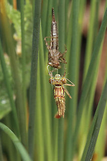 Large red damselfly, newly emerged It's a shame I was just too late to see this little one emerging, but excited all the same to now have two by my little pond. I must be doing something right!
https://www.jungledragon.com/image/93690/large_red_emerged_3.html Geotagged,Large Red Damselfly,Odonata,Pyrrhosoma nymphula,Spring,United Kingdom,damselflies,insects,isle of wight