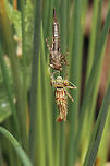 Large red damselfly, newly emerged It's a shame I was just too late to see this little one emerging, but excited all the same to now have two by my little pond. I must be doing something right!<br />
https://www.jungledragon.com/image/93690/large_red_emerged_3.html Geotagged,Large Red Damselfly,Odonata,Pyrrhosoma nymphula,Spring,United Kingdom,damselflies,insects,isle of wight