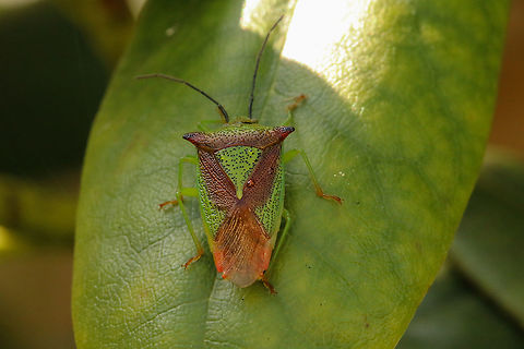 Hawthorn shield bug  Acanthosoma haemorrhoidale,Geotagged,Hawthorn shield bug,Spring,United Kingdom,bugs,insects,isle of wight,shield bugs