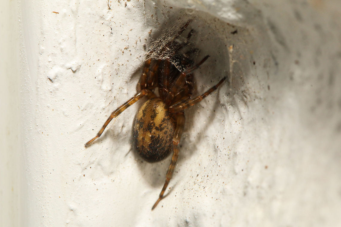 amaurobius simlis Took a risk on the ID and opted for A. similis over A.fenestralis owing to it's location, which is on my wall. The latter not usually being associated with gardens and buildings. It's a shame it had it's head stuck in a hole, perhaps it will emerge after dark. Amaurobius similis,Geotagged,Spring,United Kingdom,amaurobius simlis,arachnids,isle of wight,spiders