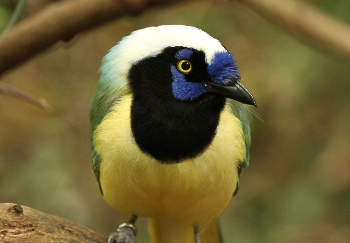 Inca Jay  Cyanocorax yncas,Geotagged,Green Jay,South Africa,Summer,birds