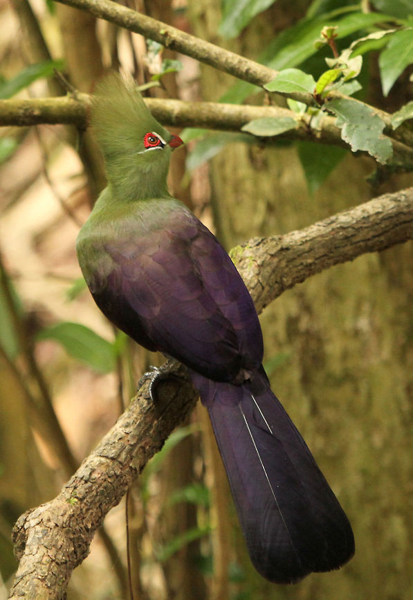 Green Turaco  Geotagged,Guinea Turaco,South Africa,Summer,Tauraco persa,loerie,turacos