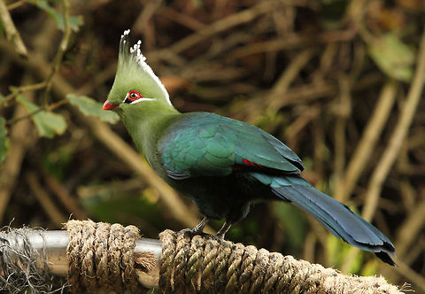 Livingstone's Turaco  Africa,Geotagged,Livingstones Turaco,South Africa,Summer,Tauraco livingstonii,loeries,turacos