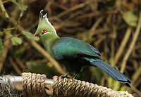 Livingstone's Turaco  Africa,Geotagged,Livingstones Turaco,South Africa,Summer,Tauraco livingstonii,loeries,turacos