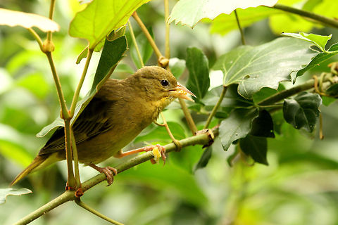 Cape Weaver This is the female Cape Weaver,Geotagged,Ploceus capensis,South Africa,Summer,birds