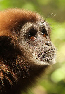 Lar Gibbon  Geotagged,Hylobates lar,Lar gibbon,South Africa,Spring,apes,primates