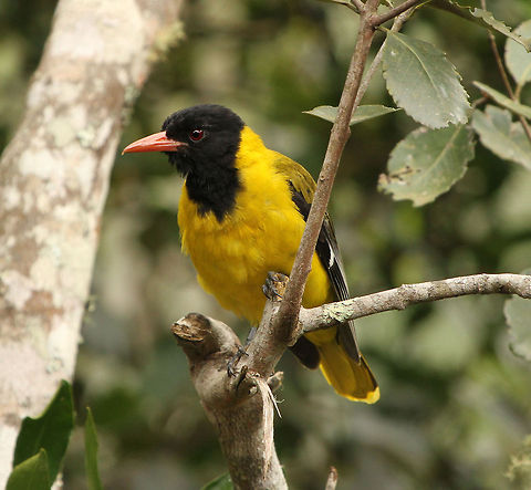Black-headed Oriole Another greedy visitor to my bird table! Black-headed Oriole,Geotagged,Oriolus larvatus,South Africa,Summer,birds