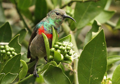 Young sunbird Not sure if this is a young one or a male in eclipse plumage Cinnyris chalybeus,Geotagged,South Africa,Southern Double-collared Sunbird,Summer