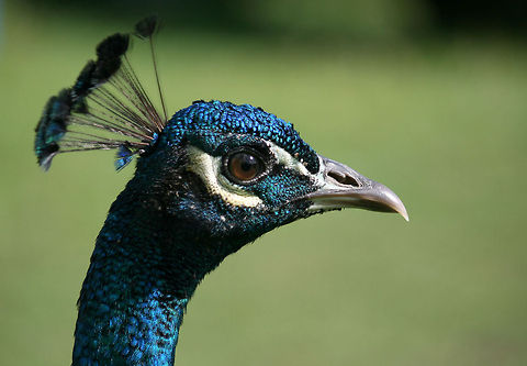 Peacock  Geotagged,Indian Peafowl,Pavo cristatus,South Africa,Spring,birds