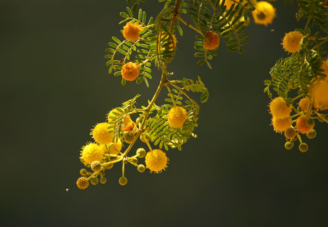 Acacia Not 100% sure on the specie but definately Acacia! Acacia nilotica,Geotagged,South Africa,Summer,africa,trees