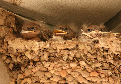 Swalloes nest  Cecropis cucullata,Geotagged,Greater Striped Swallow,South Africa