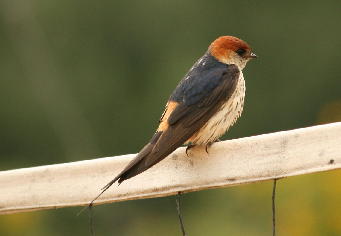 Greater Striped Swallow  Cecropis cucullata,Geotagged,Greater Striped Swallow,South Africa,birds