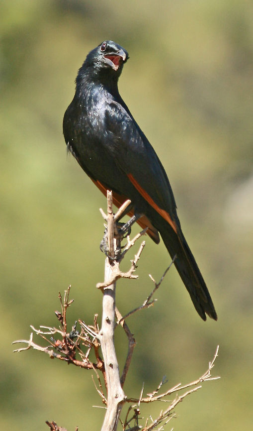 Red-winged Starling  Geotagged,Onychognathus morio,Red-winged Starling,South Africa