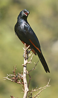 Red-winged Starling  Geotagged,Onychognathus morio,Red-winged Starling,South Africa