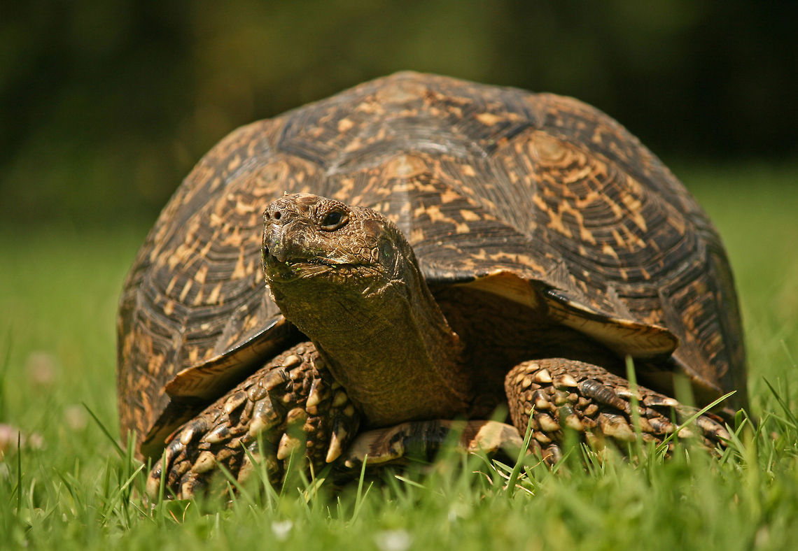 Leopard tortoise Also known as a Mountain tortoise<br />
 Asian forest tortoise,Geotagged,Manouria emys,South Africa,Stigmochelys pardalis,leopard tortoise