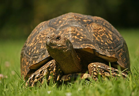 Leopard tortoise Also known as a Mountain tortoise
 Asian forest tortoise,Geotagged,Manouria emys,South Africa,Stigmochelys pardalis,leopard tortoise