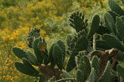 Prickly pear  Geotagged,Opuntia ficus-indica,South Africa,Summer