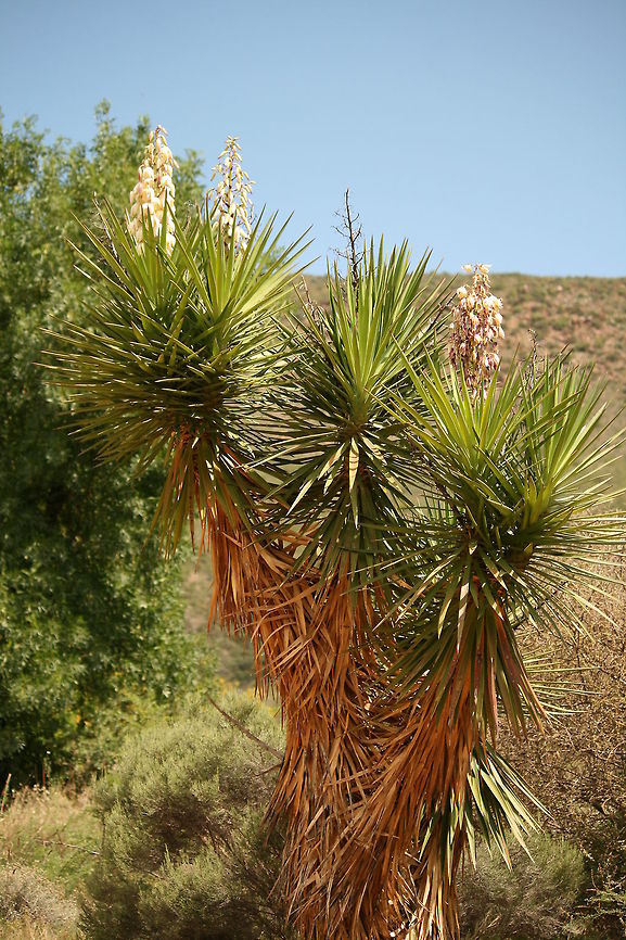 Spiky plant of the Karoo I really dont know what this is!!!<br />
 Geotagged,South Africa,Summer