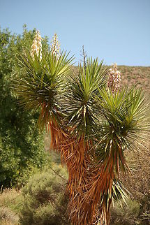Spiky plant of the Karoo I really dont know what this is!!!
 Geotagged,South Africa,Summer