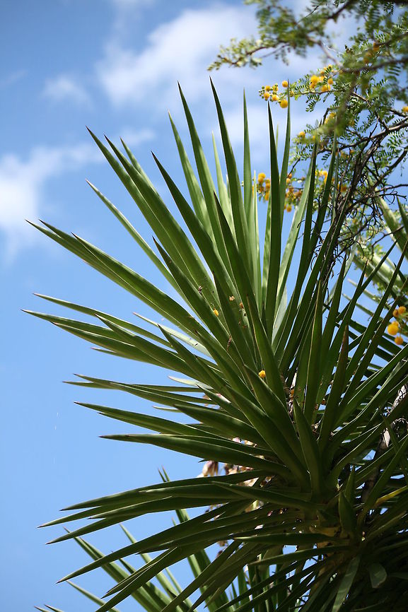 Spiky No idea what this is, taken in the karoo region of South Africa if that helps! Geotagged,South Africa,Summer