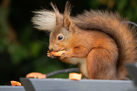 Red Squirrel Surprise visitor to my garden this morning, the first I have seen in my garden for over a year. Very excited! Geotagged,Red squirrel,Sciurus vulgaris,Spring,United Kingdom,isle of wight,mammals