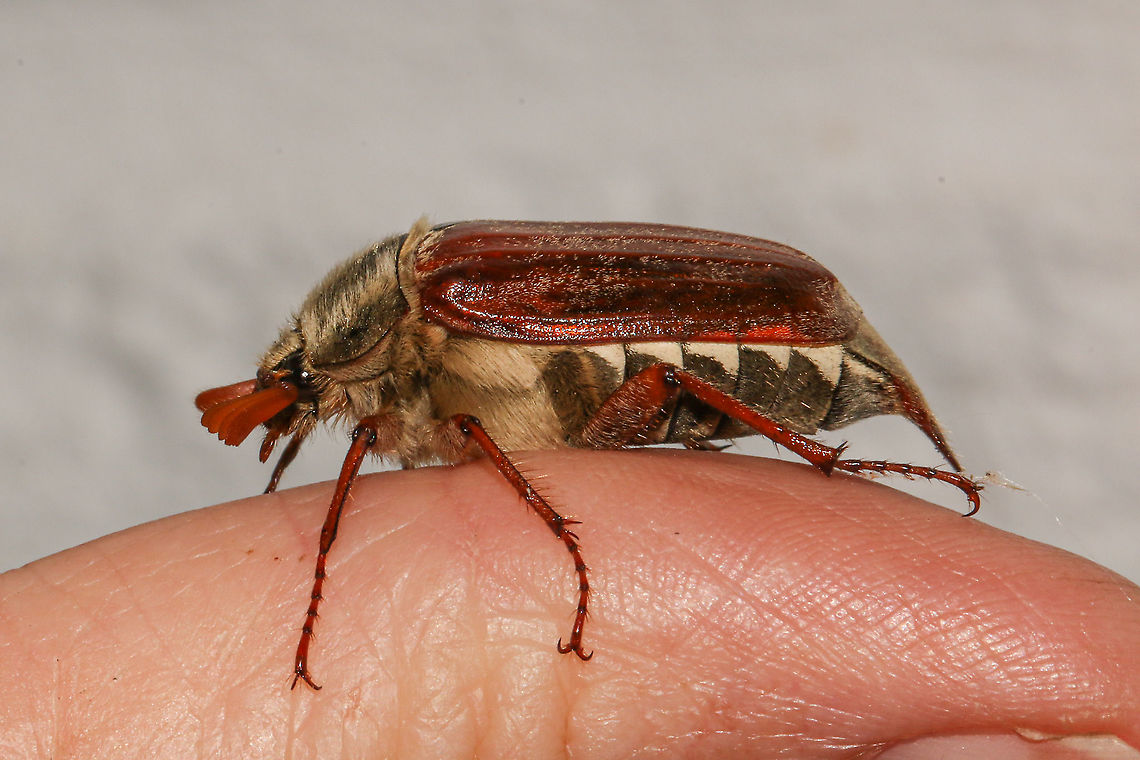 Cockchafer or May bug Found in my garden early this morning. Poor thing had some hair wrapped around it&#039;s legs (I think it was mine!). So, gently teased it off and it was on it&#039;s way. A first for me, so thrilled! Coleoptera,Common cockchafer,Geotagged,Melolontha melolontha,Spring,United Kingdom,beetles,insects,isle of wight