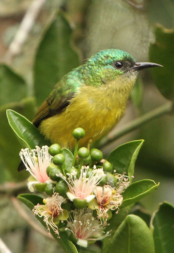 Sunbird This is the female, only the male has the collar.<br />
Although common in Africa, this is the first time I have seen one and is joining the bunch of greedy birds at my feeding table taking advantage of the fuschias growing next to it. So far I have not seen the male but I live in hope! Collared Sunbird,Geotagged,Hedydipna collaris,South Africa,Summer