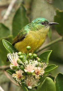 Sunbird This is the female, only the male has the collar.
Although common in Africa, this is the first time I have seen one and is joining the bunch of greedy birds at my feeding table taking advantage of the fuschias growing next to it. So far I have not seen the male but I live in hope! Collared Sunbird,Geotagged,Hedydipna collaris,South Africa,Summer
