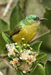 Sunbird This is the female, only the male has the collar.<br />
Although common in Africa, this is the first time I have seen one and is joining the bunch of greedy birds at my feeding table taking advantage of the fuschias growing next to it. So far I have not seen the male but I live in hope! Collared Sunbird,Geotagged,Hedydipna collaris,South Africa,Summer