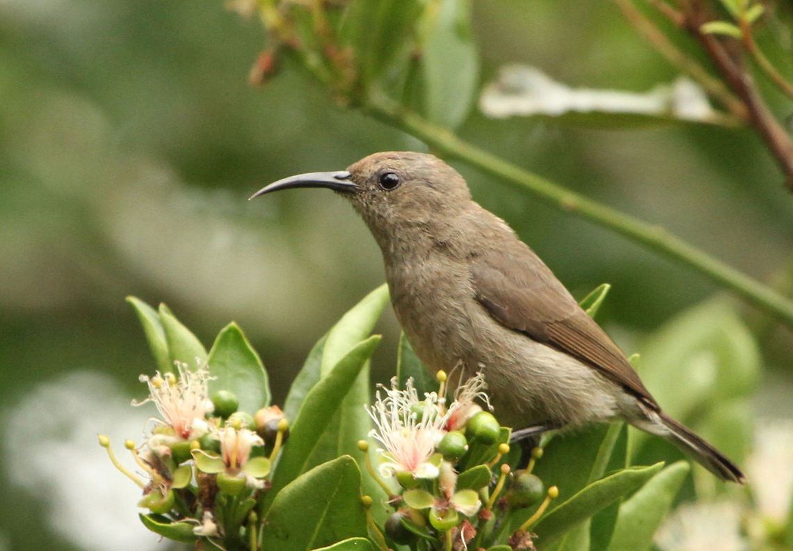 Female sunbird It may not be as flamboyantly coloured as her male countrpart but I think she is beautiful in her own right<br />
 Cinnyris chalybeus,Geotagged,South Africa,Southern Double-collared Sunbird,Summer