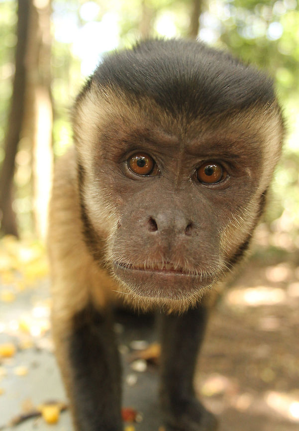 Cebus My first attempt at using a wide angle lens with these guys, interesting result! Cebus apella,Geotagged,South Africa,Summer,Tufted capuchin
