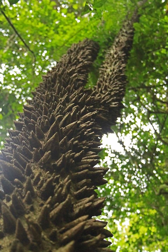 Knobwood Even though this tree looks vicious it is actually used for a number of medicinal remedies including the relief of flatulence<br />
I think this is actually the 'large' knobwood Z. davyi but unfortunately there is no info on Wiki for this. Basically though, the descriptions are very similar. Geotagged,South Africa,Summer,Zanthoxylum capense