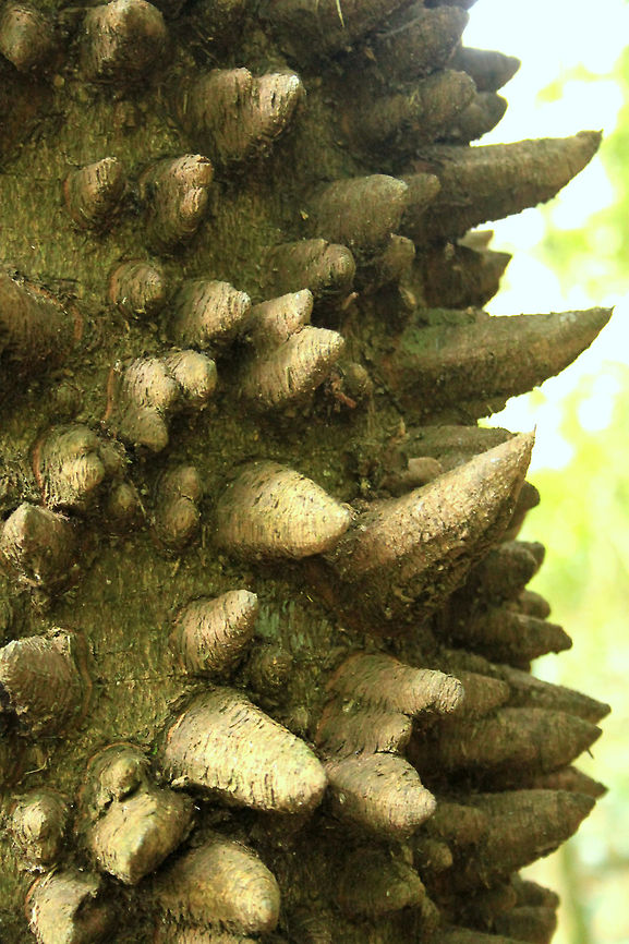 Knobwood bark close up  Geotagged,South Africa,Summer,Zanthoxylum capense