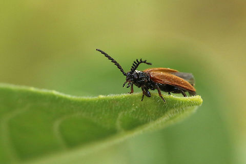 False Firefly Beetle (Male) This was easy to identify as there is only a single species of Drilid. These are considered to be nationally scarce, but what makes this little beetle so special, is that it displays one of the most extreme forms of sexual dimorphism. The male, pictured here, looks like a beetle, can fly, and are found on flowers and foliage.
The female however, looks more like a grub or caterpillar and lives on the ground amongst the leaf litter where they feed on snails. The larvae, well...I quote from Wiki..'The eggs are laid in the soil under the litter and the young larvae of this beetle are covered with hairs. They are predators of terrestrial snails. Upon reaching maximum size (about 20 mm) the larva seeks out a snail shell in which to pupate. By clinging to a snail's shell via the suction cup on the terminal segment of the abdomen, the larva then bites the snail, injecting paralyzing venom that liquefies the snail's flesh with digestive enzymes. The flesh of the snail is then soft enough for the larva to burrow through the snail and enter the shell. Once installed, the larva undergoes hypermetamorphosis; the legs are reduced and the hair largely disappears. This secondary larva will overwinter in the snail shell before pupating.' Beetles,Drilus flavescens,Geotagged,Isle of Wight,Summer,United Kingdom,insects,sexual dimorphism