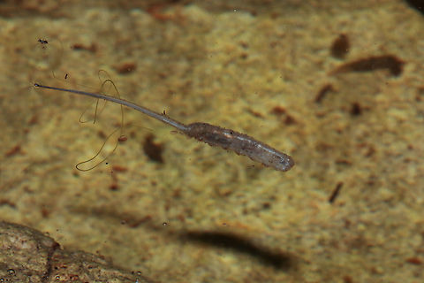 Rat-tailed Maggot Rat-tailed maggots are the larvae of certain species of hoverflies belonging to the tribes Eristalini and Sericomyiini. A characteristic feature of rat-tailed maggots is a tube-like, telescoping breathing siphon located at its posterior end. This acts like a snorkel, allowing the larva to breathe air while submerged. The siphon is usually about as long as the maggot's body (20 mm (0.79 in) when mature), but can be extended as long as 150 mm (5.9 in). This organ gives the larva its common name. I have no idea what the stringy bit surrounding this larvae is, possibly a stray piece of plant root.
The most commonly encountered rat-tailed maggot is the larva of the drone fly, Eristalis tenax. I am uncertain as to this ones parentage though. Geotagged,Summer,United Kingdom,hoverflies,insects,isle of wight,larvae