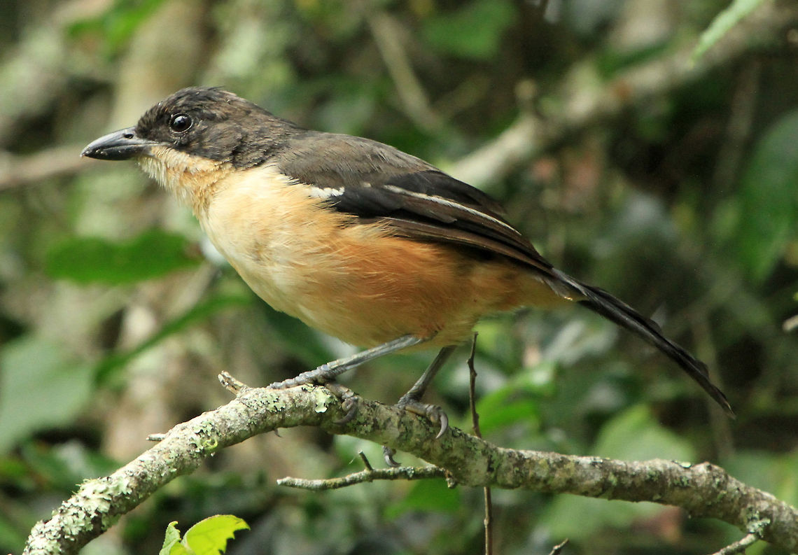 Boubou An unexpected visitor to my garden yesterday Geotagged,Laniarius ferrugineus,South Africa,Southern Boubou,Summer,birds,south africa