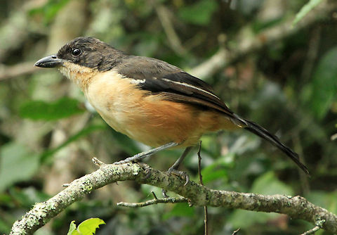 Boubou An unexpected visitor to my garden yesterday Geotagged,Laniarius ferrugineus,South Africa,Southern Boubou,Summer,birds,south africa