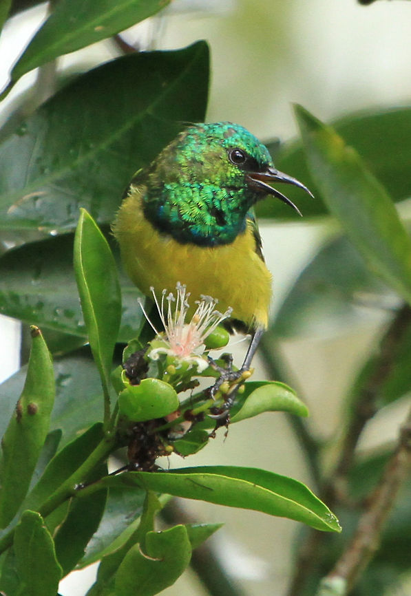 Collared sunbird (male)  Collared Sunbird,Geotagged,Hedydipna collaris,South Africa,Summer