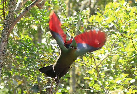Loerie in flight Not the best photo but something I have been trying to capture for a loooong time!
I will try to do better next time Geotagged,Knysna Turaco,South Africa,Summer,Tauraco corythaix