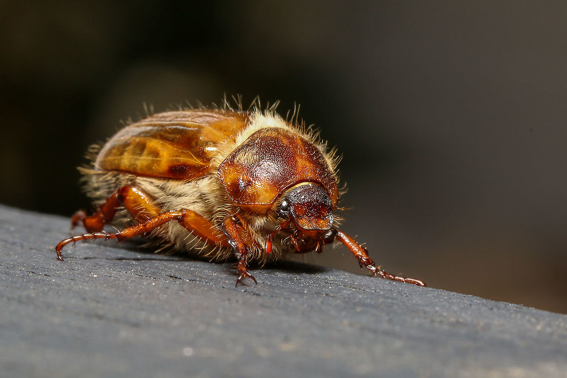 Summer chafer or June beetle  Amphimallon solstitiale,European June Beetle,Geotagged,Summer,Summer chafer,United Kingdom,beetles,coleoptera,insects,isle of wight
