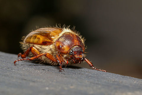 Summer chafer or June beetle  Amphimallon solstitiale,European June Beetle,Geotagged,Summer,Summer chafer,United Kingdom,beetles,coleoptera,insects,isle of wight