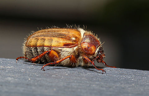 Summer chafer or June beetle In my garden this morning. A first for me! Amphimallon solstitiale,Coleoptera,European June Beetle,Geotagged,Summer,Summer chafer,United Kingdom,beetles,insects,isle of wight