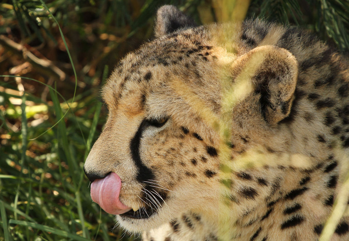 No handkerchiefs in the bush A cheetah demonstrates his ability to lick his own nose! Acinonyx jubatus,Cheetah,Geotagged,South Africa,Summer