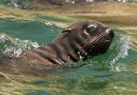 Cape Fur Seal One of literally hundreds that live off a point in Plettenberg Bay, South Africa Arctocephalus pusillus,Brown fur seal,Geotagged,South Africa,Summer